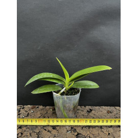 Phalaenopsis Anmio Yellow...