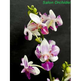 Phalaenopsis Anna Larati...