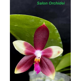 Phalaenopsis Miki Rose...