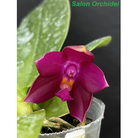 Phalaenopsis LD Emerald...