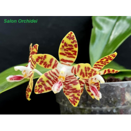 Phalaenopsis amboinensis x...