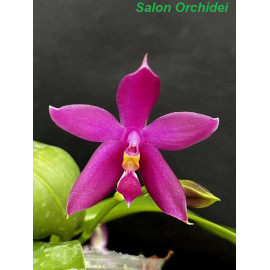 Phalaenopsis (KS Samera x...
