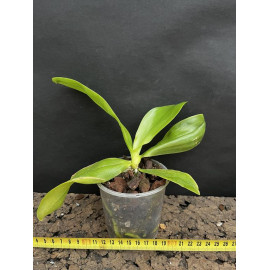 Phalaenopsis Lioulin Blue...