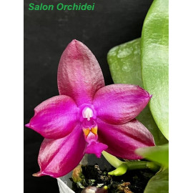 Phalaenopsis Miki Sabina (FS)