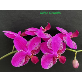 Phalaenopsis Queen Barry (FS)