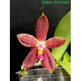 Phalaenopsis amboinensis x...