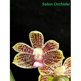 Phalaenopsis javanica x...