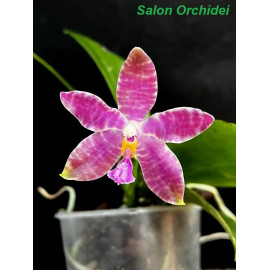 Phalaenopsis speciosa x...