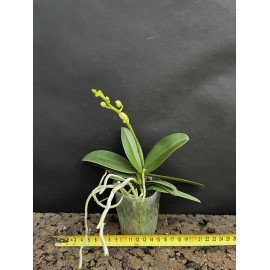 Phalaenopsis Liu's Cute...