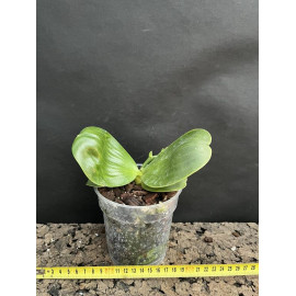 Phalaenopsis Allura Spark (FS)