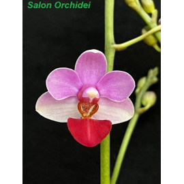 Phalaenopsis Liu's...