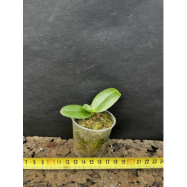 Phalaenopsis gigantea var....