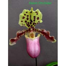 Paphiopedilum henryanum (FS)
