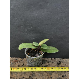 Phalaenopsis Christine...