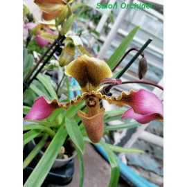Paphiopedilum hirsutissimum...