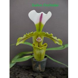 Paphiopedilum spicerianum...