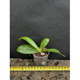 Phalaenopsis mannii x...