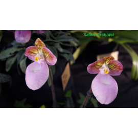 Paphiopedilum micranthum...