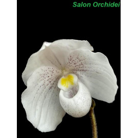 Paphiopedilum niveum (FS)