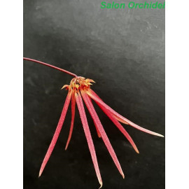 Bulbophyllum...