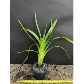 Grammatophyllum wallisii (NFS)