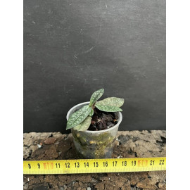 Paphiopedilum canhii (FS)