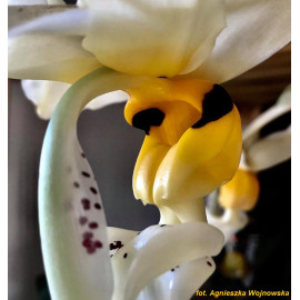 Stanhopea embreei (NFS)