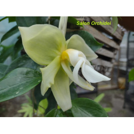 Stanhopea ruckeri (NFS)