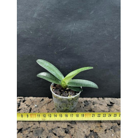Paphiopedilum armeniacum x...