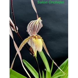 Paphiopedilum philippinense...