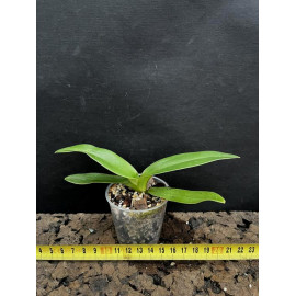 Paphiopedilum kolopakingii...