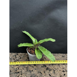Paphiopedilum liemianum (FS)