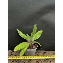 Paphiopedilum wardii Dark...