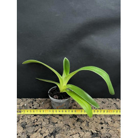 Paphiopedilum platyphyllum...