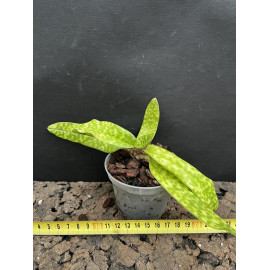 Paphiopedilum dodyanum (FS)