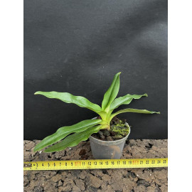Paphiopedilum primulinum...