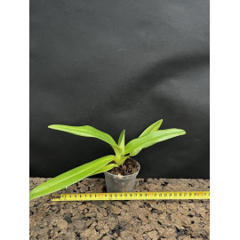 Paphiopedilum kolopakingii...