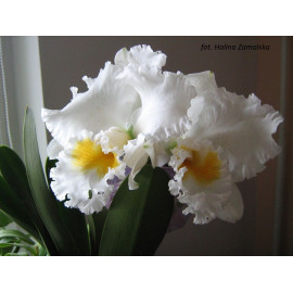 Blc. Eagle Eye (FS)