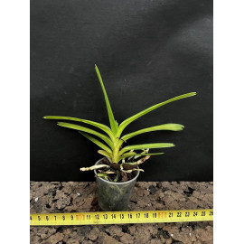 Vanda cristata x Vanda...