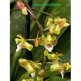 Phalaenopsis mirabilis (FS)