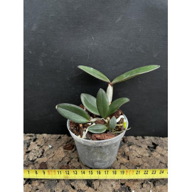 Cattleya schilleriana (NFS)