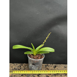 Aerides ringens (FS)