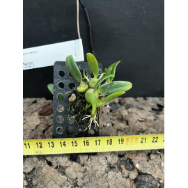 Bulbophyllum leion (FS)