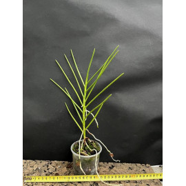 Holcoglossum rupestre x...