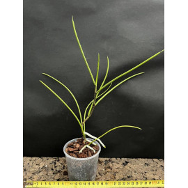 Papilionanthe biswasiana (FS)