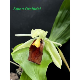Coelogyne speciosa x...