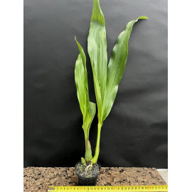 Coelogyne lawrenceana x...