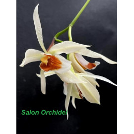Coelogyne carinata x...