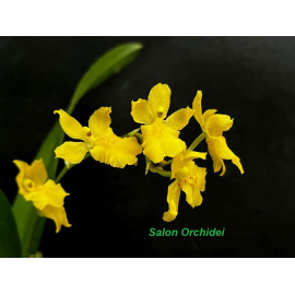 Oncidium (Howeara) C.T....