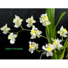 Oncidium Chiou Pin Yangtze...